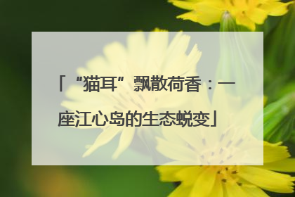 “猫耳”飘散荷香：一座江心岛的生态蜕变