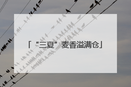 “三夏”麦香溢满仓