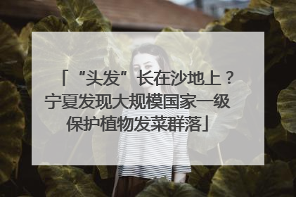 “头发”长在沙地上？宁夏发现大规模国家一级保护植物发菜群落