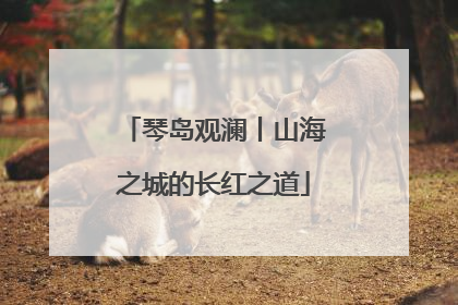 琴岛观澜丨山海之城的长红之道