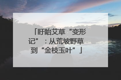 盱眙艾草“变形记”：从荒坡野草到“金枝玉叶”