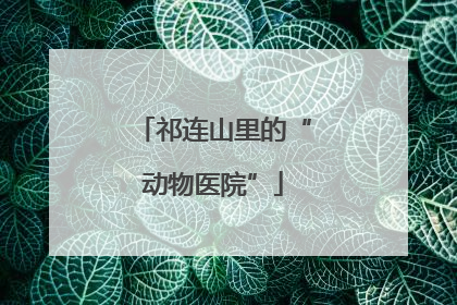 祁连山里的“动物医院”