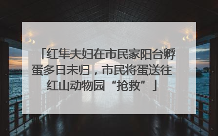 红隼夫妇在市民家阳台孵蛋多日未归，市民将蛋送往红山动物园“抢救”