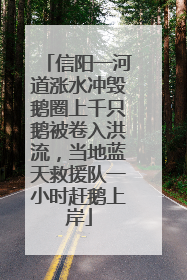 信阳一河道涨水冲毁鹅圈上千只鹅被卷入洪流，当地蓝天救援队一小时赶鹅上岸