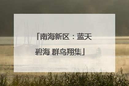 南海新区：蓝天碧海 群鸟翔集