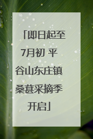 即日起至7月初 平谷山东庄镇桑葚采摘季开启