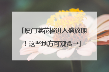 厦门蓝花楹进入盛放期！这些地方可观赏→