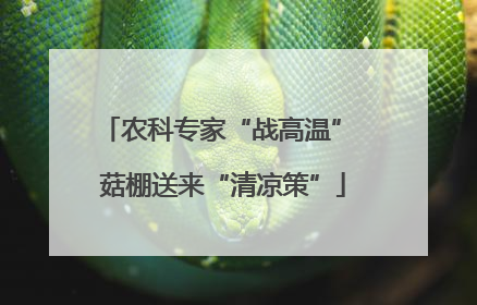 农科专家“战高温” 菇棚送来“清凉策”