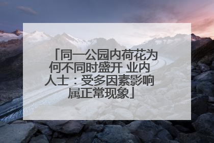 同一公园内荷花为何不同时盛开 业内人士：受多因素影响 属正常现象