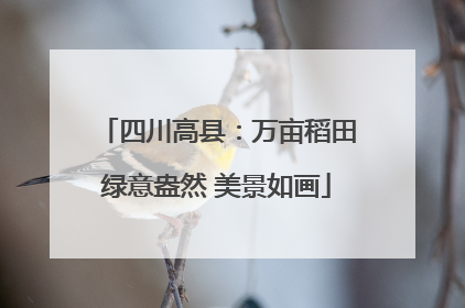 四川高县：万亩稻田绿意盎然 美景如画