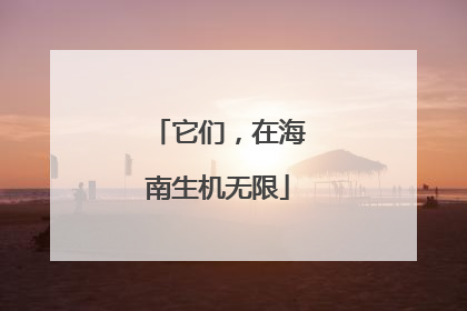 它们，在海南生机无限