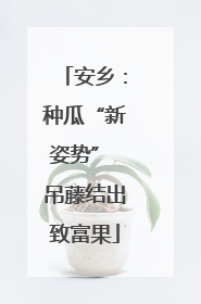 安乡：种瓜“新姿势” 吊藤结出致富果