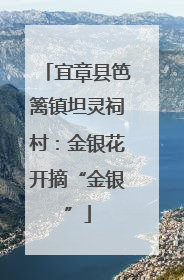 宜章县笆篱镇坦灵祠村：金银花开摘“金银”