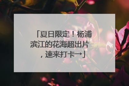 夏日限定！杨浦滨江的花海超出片，速来打卡→
