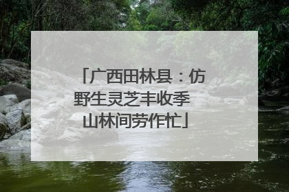 广西田林县：仿野生灵芝丰收季 山林间劳作忙
