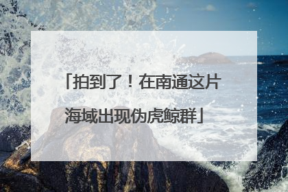 拍到了！在南通这片海域出现伪虎鲸群