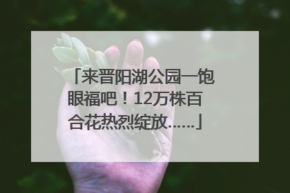 来晋阳湖公园一饱眼福吧！12万株百合花热烈绽放……