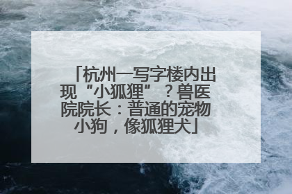 杭州一写字楼内出现“小狐狸”？兽医院院长：普通的宠物小狗，像狐狸犬