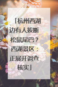 杭州西湖边有人拔断松鼠尾巴？西湖景区：正展开调查核实