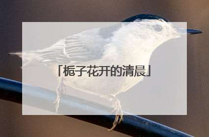 栀子花开的清晨