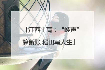 江西上高：“蛙声”算新账 稻田写人生