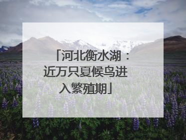 河北衡水湖：近万只夏候鸟进入繁殖期