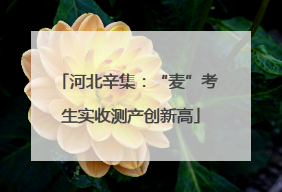 河北辛集：“麦”考生实收测产创新高