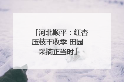 河北顺平：红杏压枝丰收季 田园采摘正当时