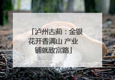 泸州古蔺：金银花开香满山 产业铺就致富路