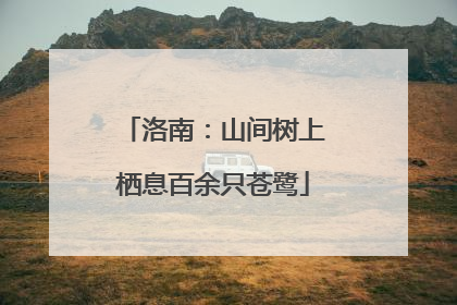 洛南：山间树上栖息百余只苍鹭