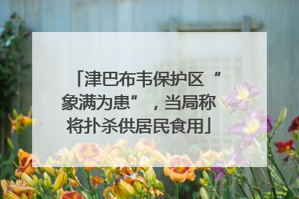 津巴布韦保护区“象满为患”，当局称将扑杀供居民食用