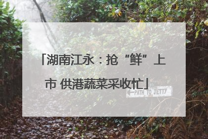 湖南江永：抢“鲜”上市 供港蔬菜采收忙