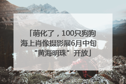 萌化了，100只狗狗海上肖像摄影展6月中旬“黄海明珠”开放