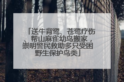 送牛背鹭、苍鹭疗伤、帮山麻雀幼鸟搬家，崇明警民救助多只受困野生保护鸟类