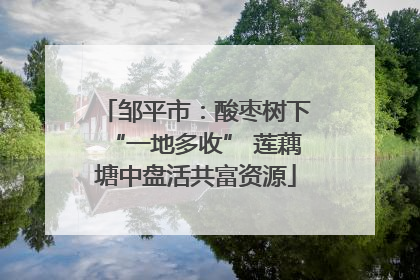 邹平市：酸枣树下“一地多收” 莲藕塘中盘活共富资源
