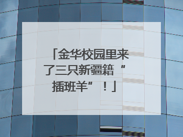 金华校园里来了三只新疆籍“插班羊”！