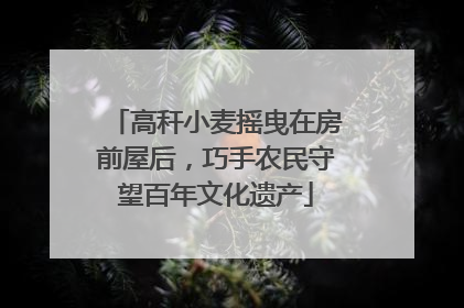 高秆小麦摇曳在房前屋后，巧手农民守望百年文化遗产