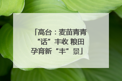 高台：麦苗青青“话”丰收 粮田孕育新“丰”景