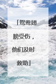 鸳鸯翅膀受伤，他们及时救助