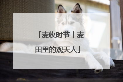 麦收时节丨麦田里的观天人