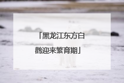 黑龙江东方白鹳迎来繁育期